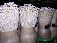 えのき茸の製造 8.成長したえのき茸を、収穫する。